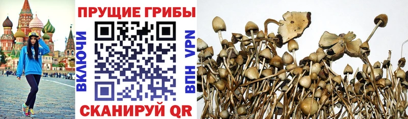 закладки  Ростов-на-Дону  МЕГА   Псилоцибиновые грибы Psilocybe 